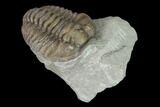 Long, Partially Enrolled Flexicalymene Trilobite - Mt Orab, Ohio #137507-2